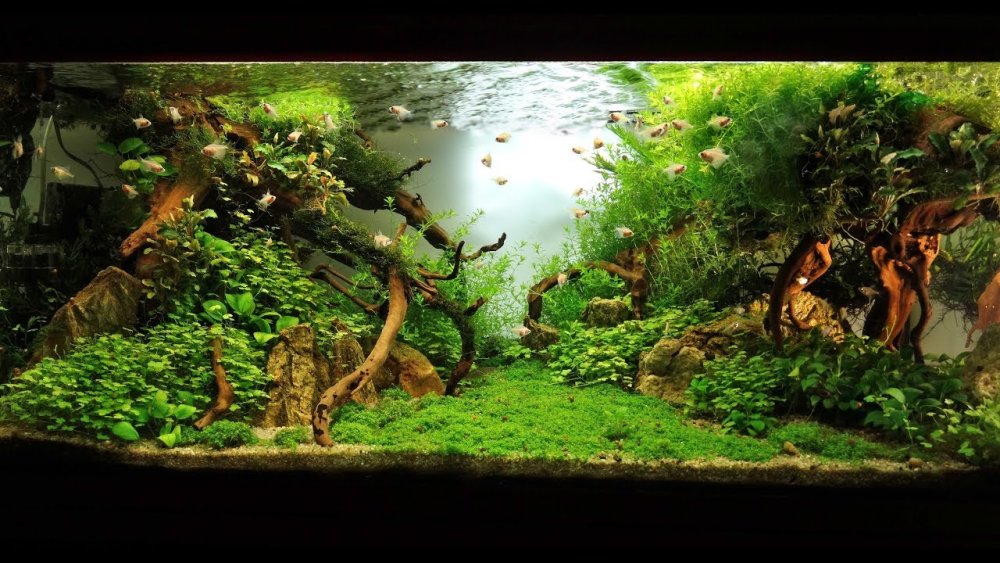 Такаши Амано аквариумы