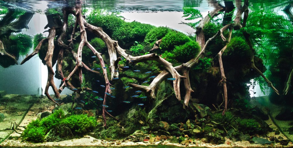 Подводный лес Такаши Амано