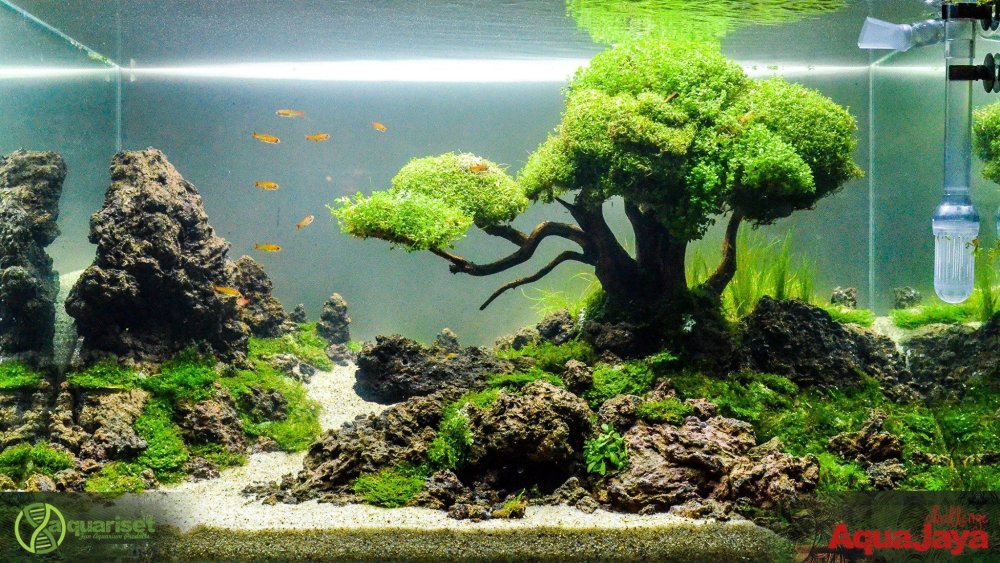 Акваскейп аватар