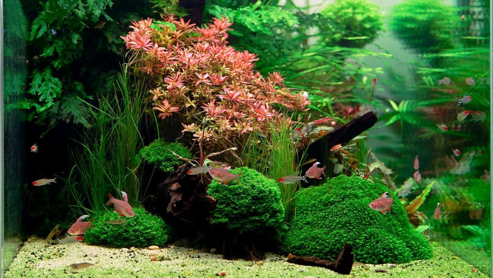 Акваскейп 60 литров без со2