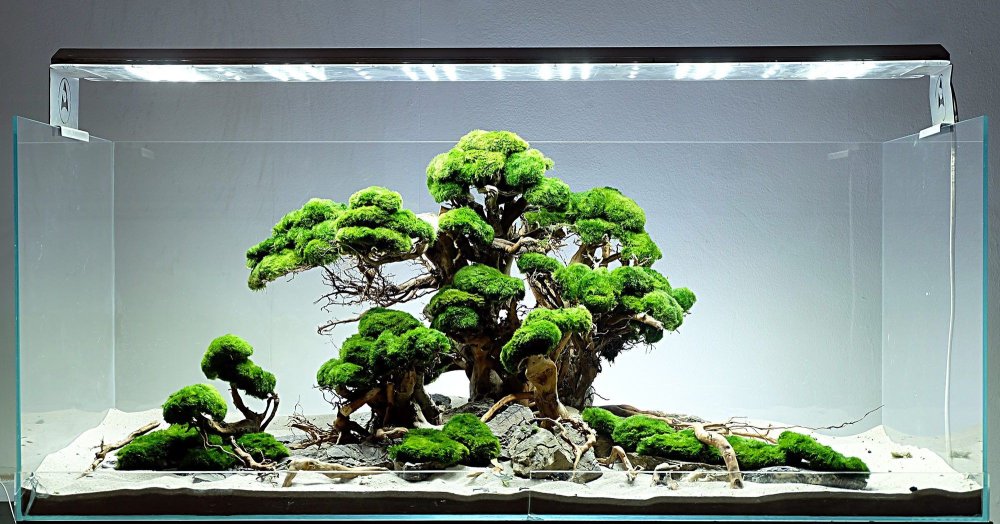 Акваскейп бонсай