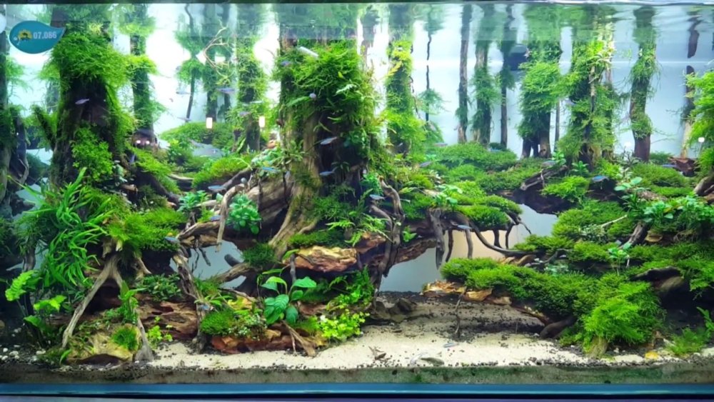 Акваскейп бонсай