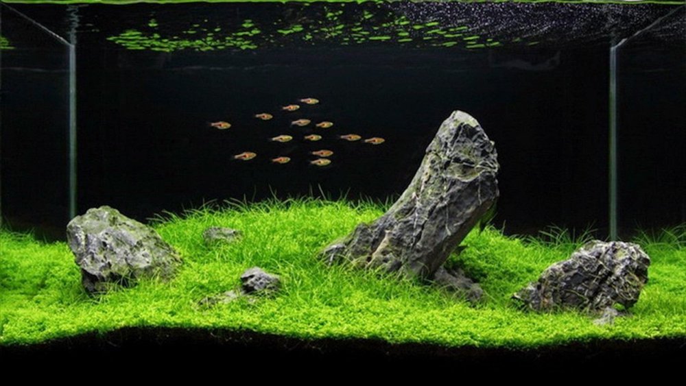 Акваскейп папоротник Трайдент