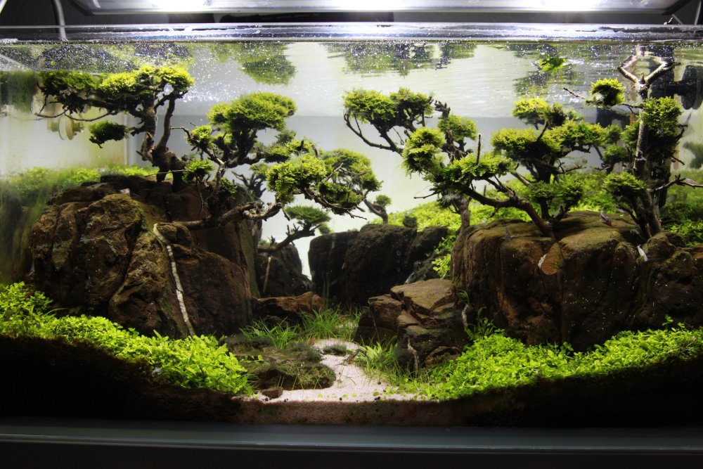 Акваскейпинг Амано