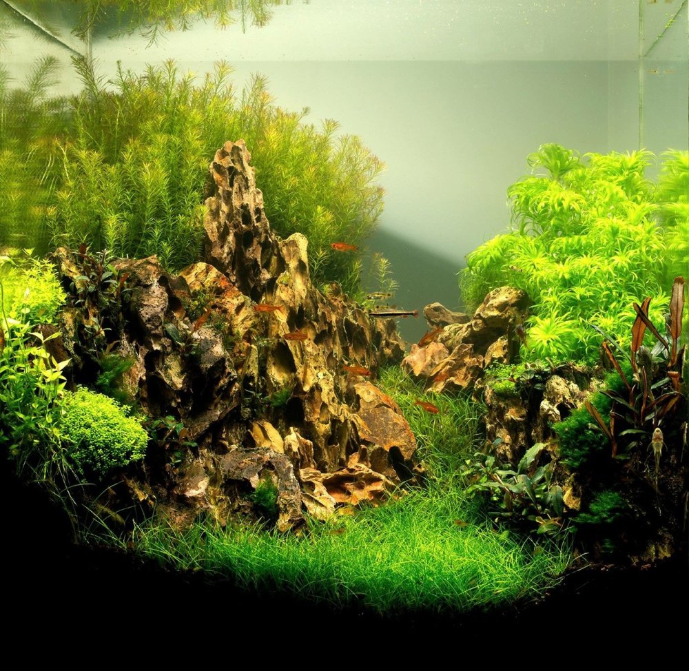 Акваскейп Такаши Амано