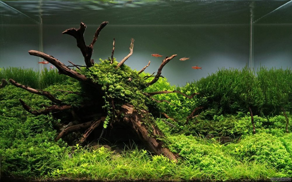 Акваскейп Призрачный лес