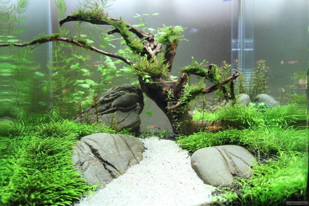 Яванский мох Аквадизайн