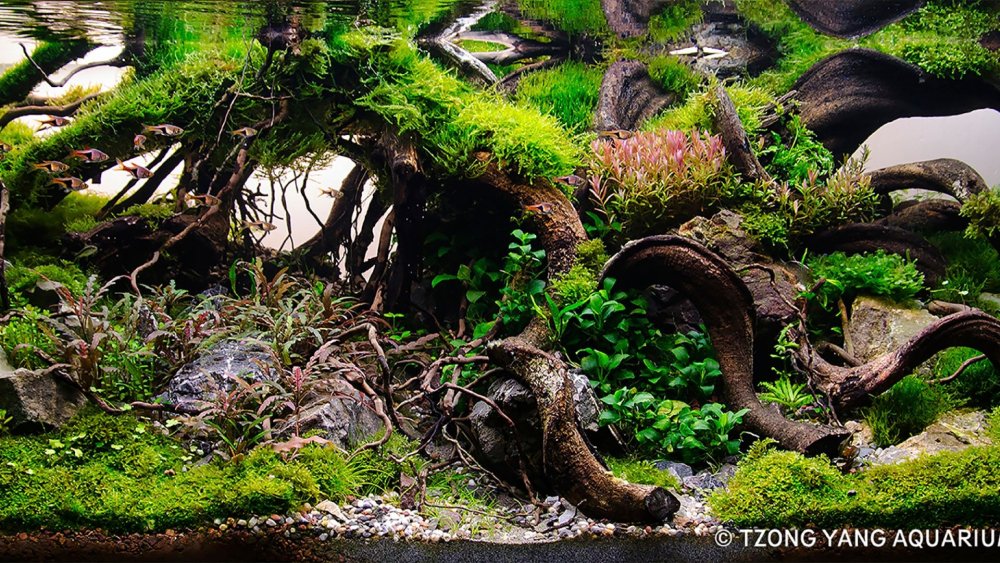 Акваскейп Такаши Амано