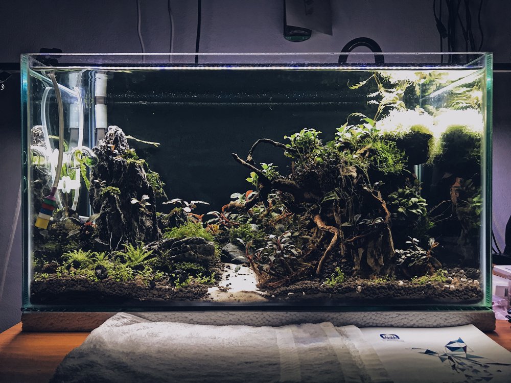 Кусок природы в аквариуме
