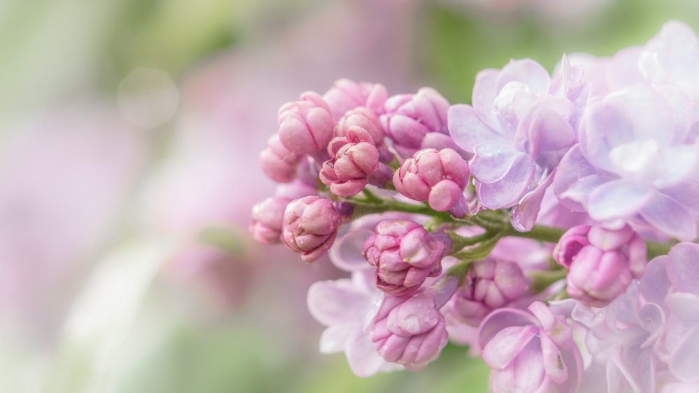 Обои с цветами