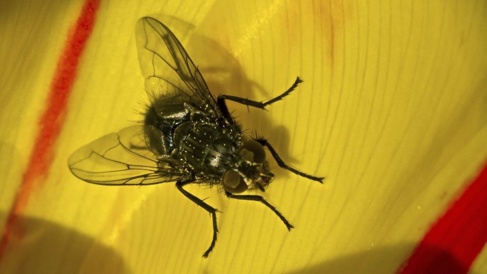 Муха солнце