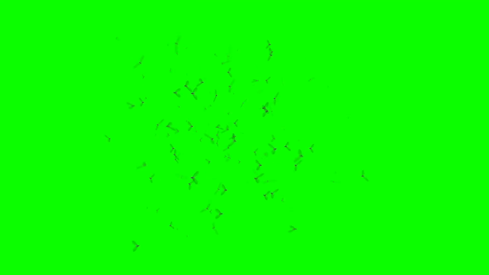 Муха на зеленом фоне