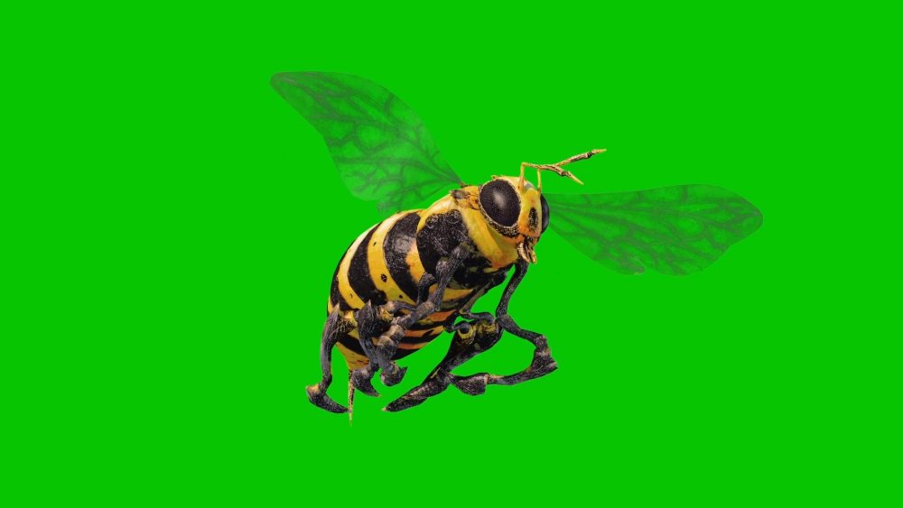 Оса на зеленом фоне