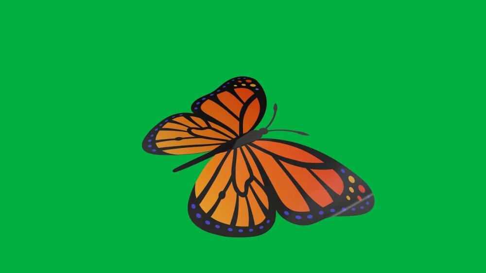 Бабочка на зеленом фоне