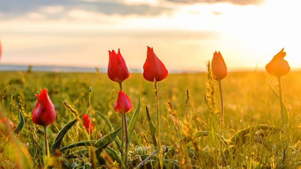 Степные Дикие тюльпаны Калмыкии.