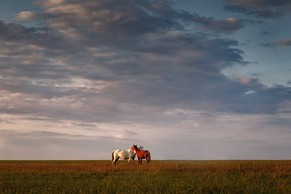 Калмыкия степь