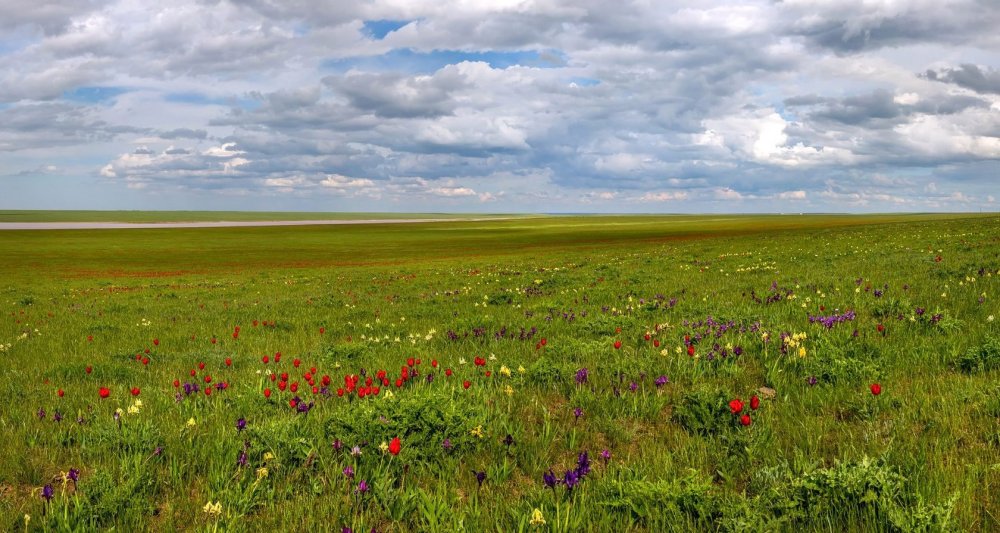 Маныч-Гудило тюльпаны