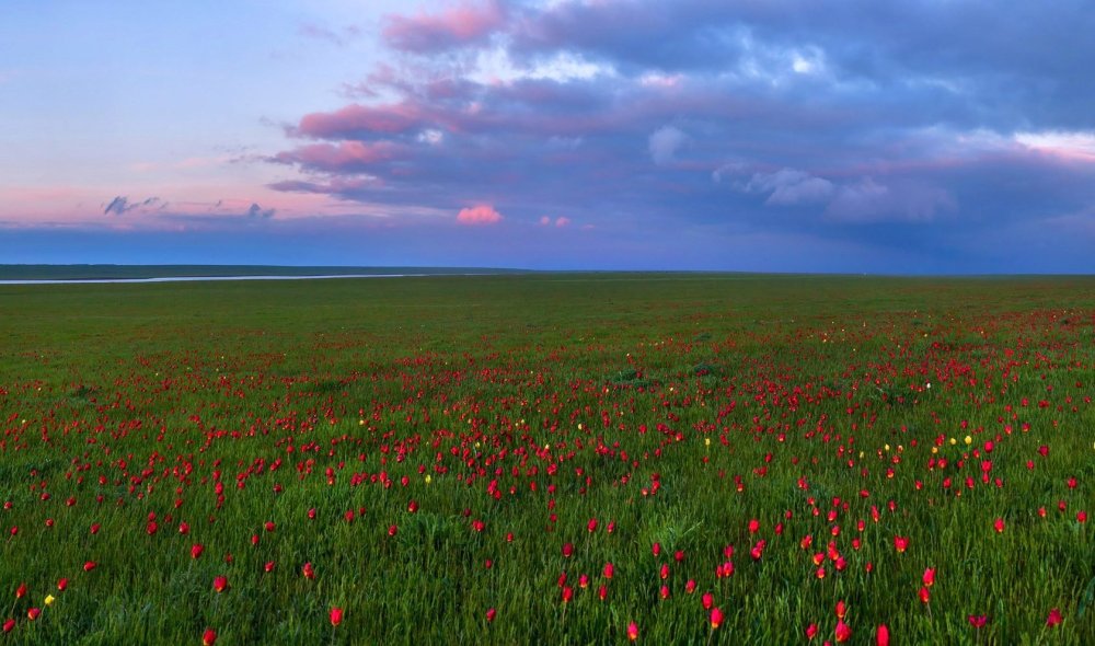 Маныч-Гудило тюльпаны