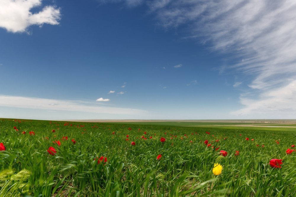 Республика Калмыкия степь