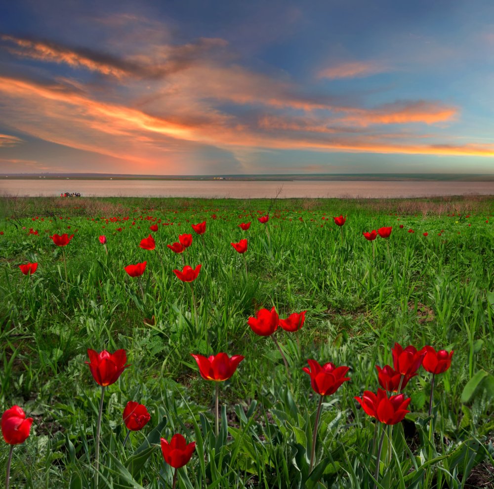 Маныч-Гудило тюльпаны