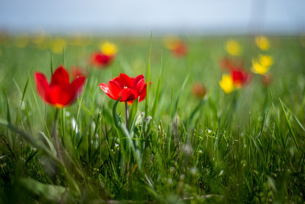 Цветение тюльпанов в Калмыкии