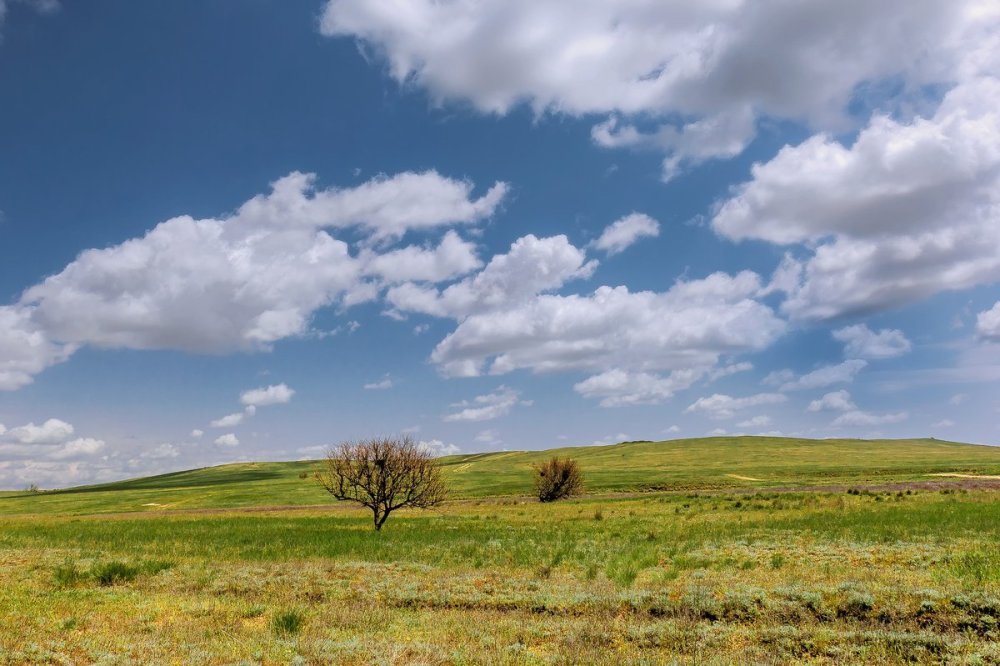 Степь Ковыльная Калмыкия