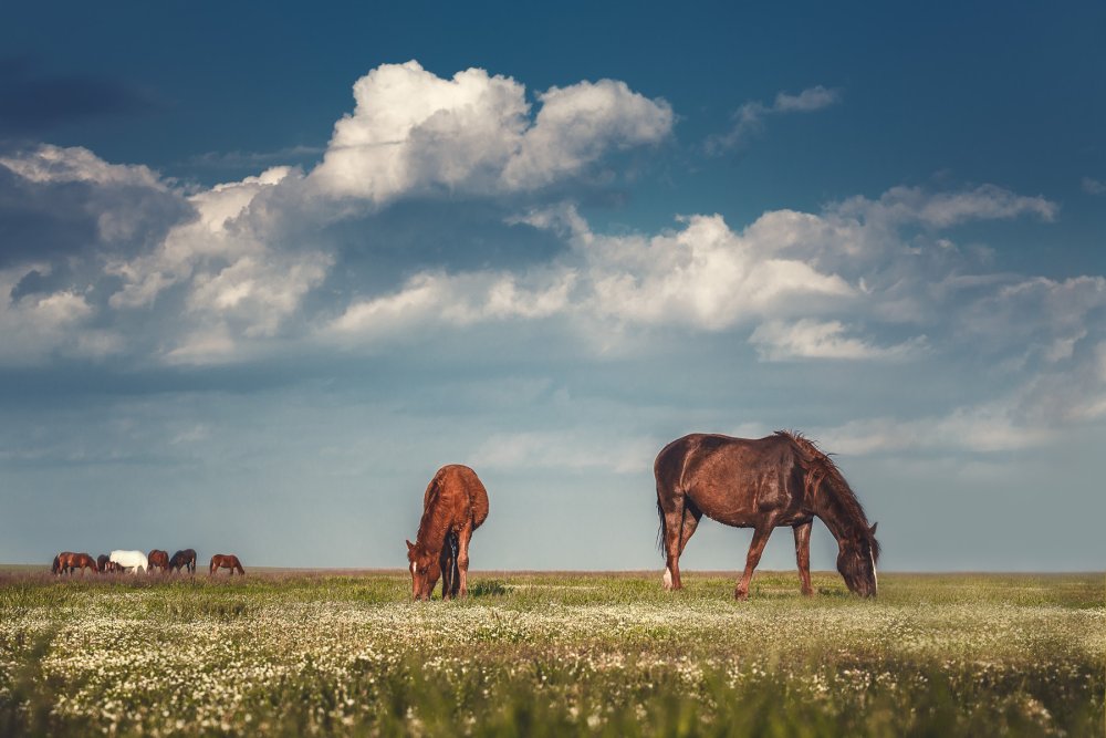 Калмыкия Элиста степь