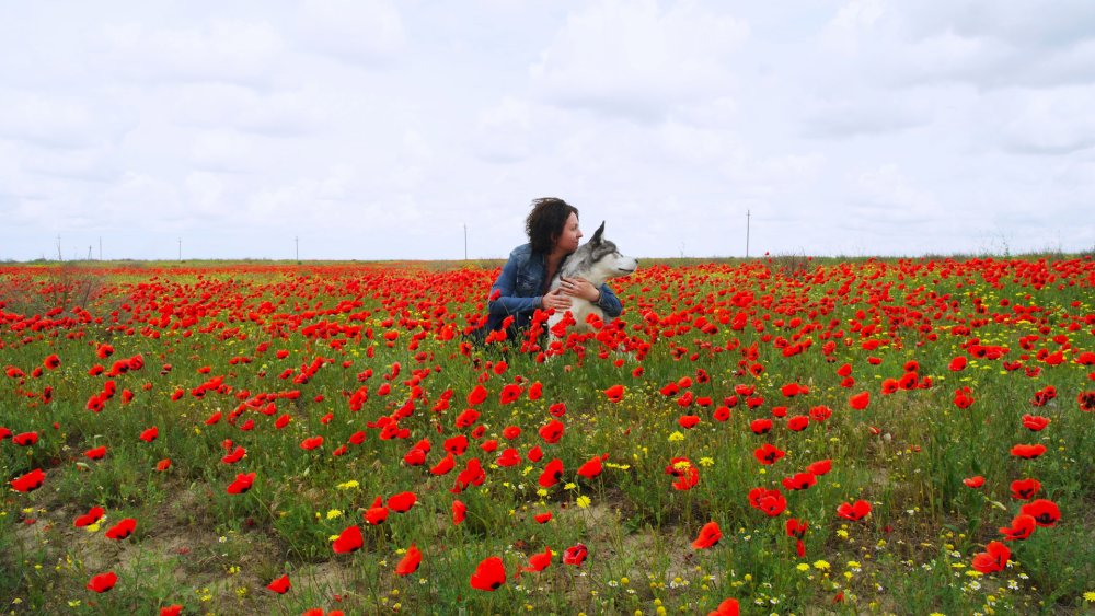 Калмыкия степь