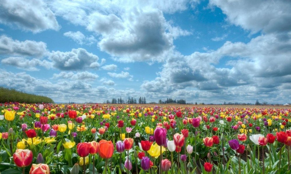 Тюльпановое поле Саратовская область