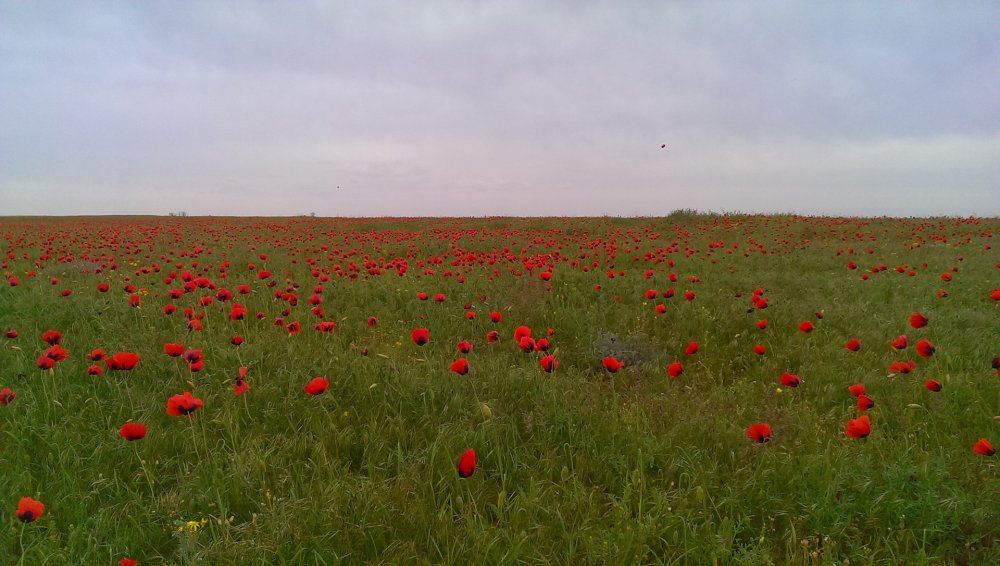 Калмыкия маковые поля