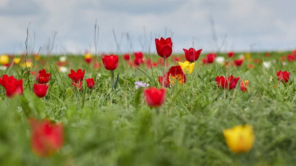 Элиста цветение тюльпанов