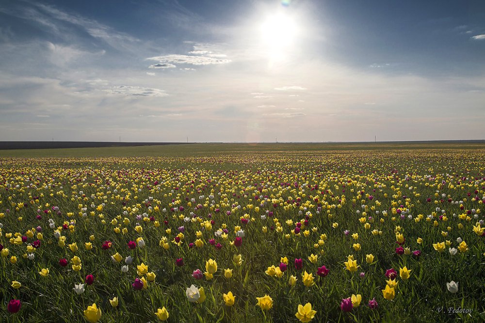 Поля в Калмыкии тюльпановые поля
