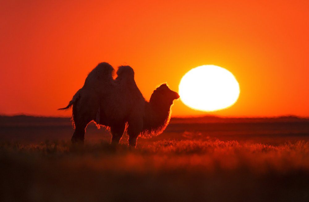 Калмыкия верблюд калмычка