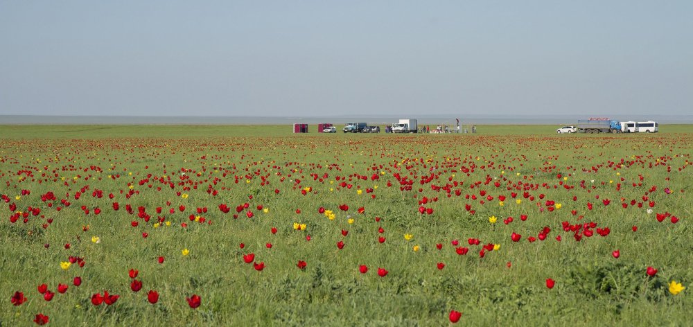 Остров тюльпанов в Калмыкии