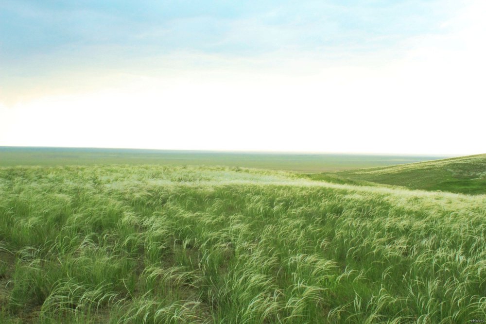 Степь Ковыльная Калмыкия