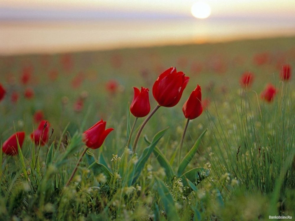 Заповедник Ростовский тюльпановые поля