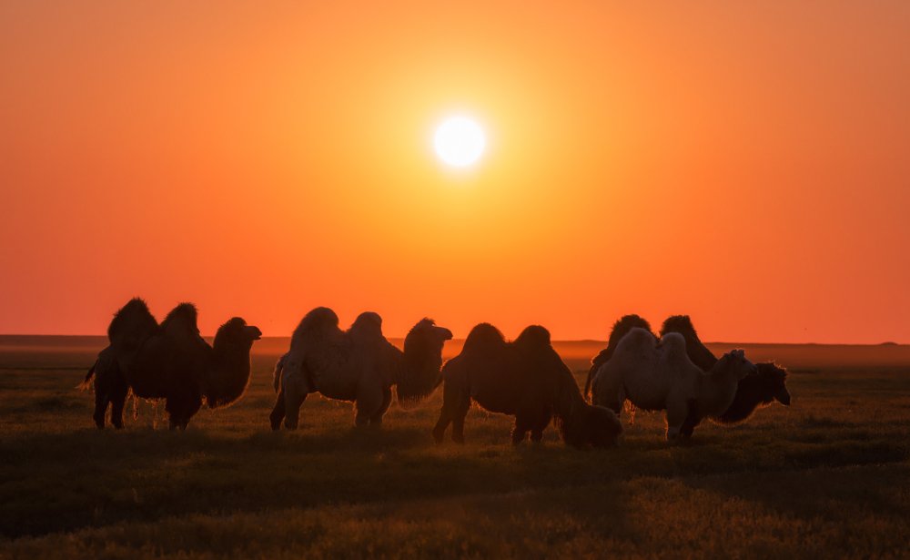 Калмыкия тюльпаны верблюд