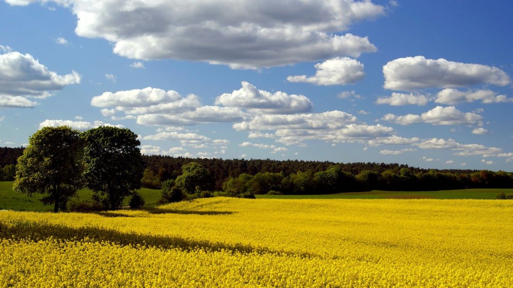 Природа поле