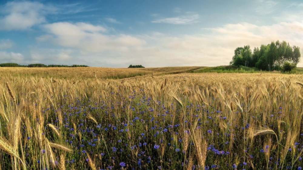 Поля Белоруссии