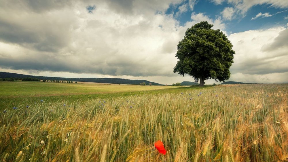 Природа поле