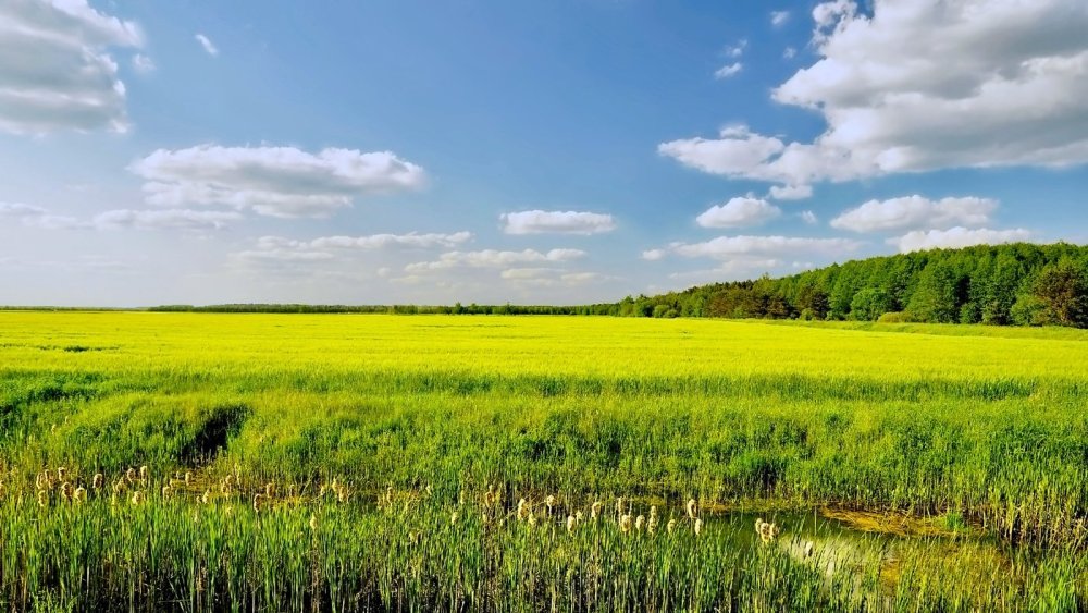 Новоаннинский район луговые поля