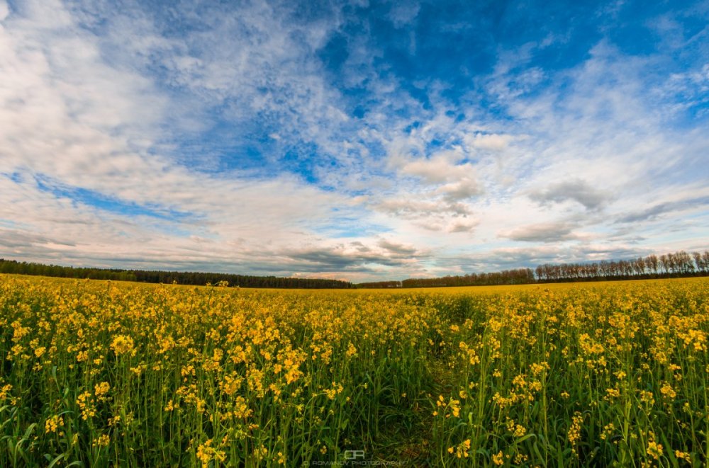 Беларусь поля