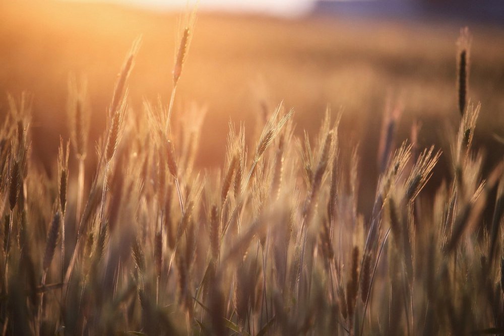 Белорусский фон