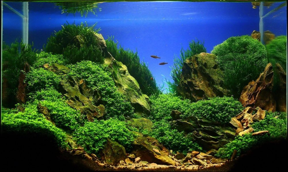 Акваскейп холмы