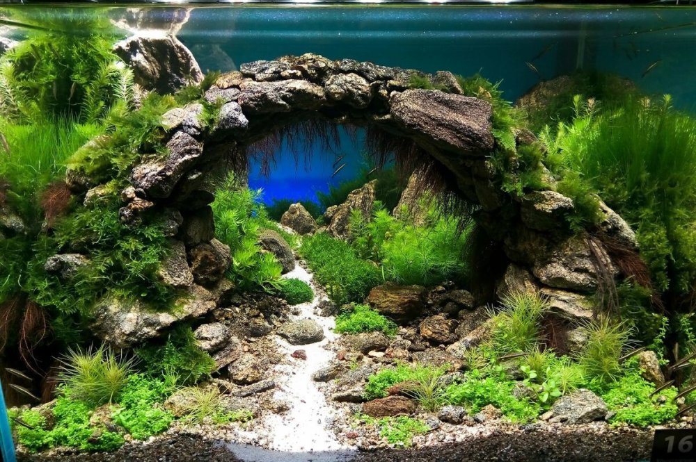 Акваскейп в аквариуме