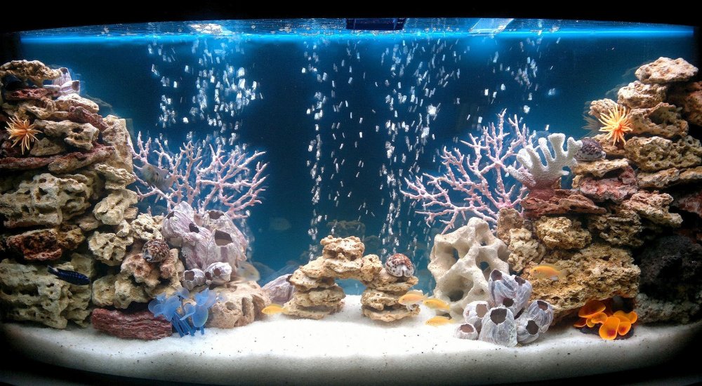 Акваскейп псевдоморе