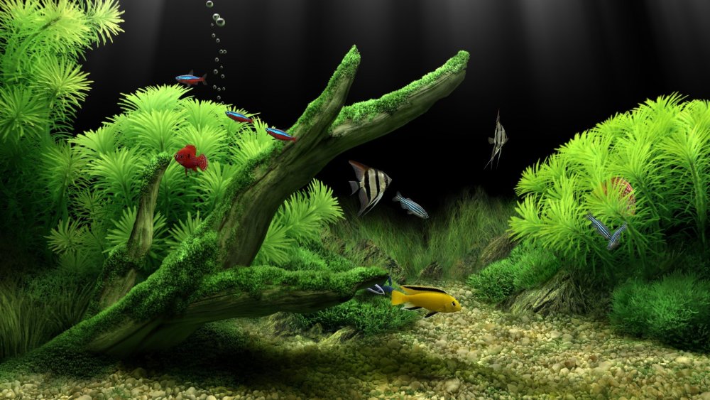 Задний фон для аквариума