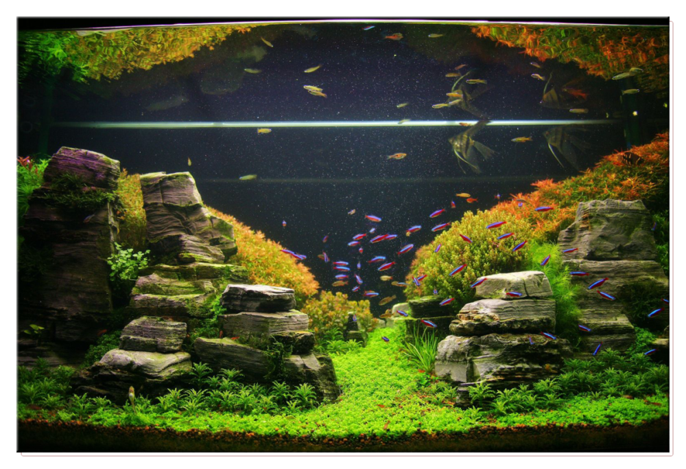 Барбусы суматранские акваскейп