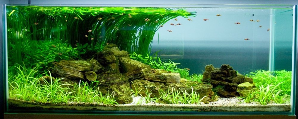Речной аквариум