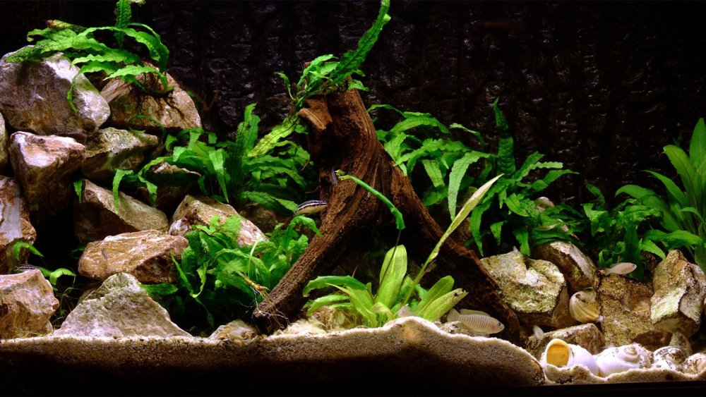 Декоративный фон для аквариума